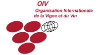 Vigne et vin sas