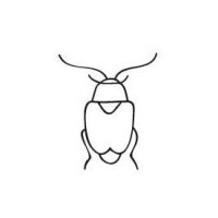 Jessica pigeron illustration