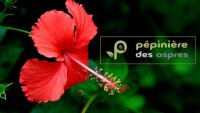 Pepiniere des aspres