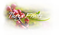 Theza fruits