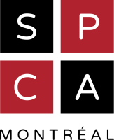 Spca montreal