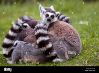 Lemur groups
