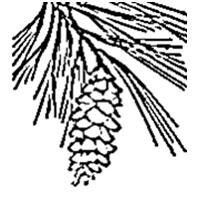 Monticola forest ltd.