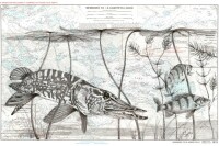 Stuart arnett wildlife conservation artist