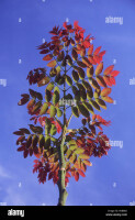 Acrocarpus