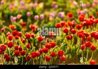 Tulipani italiani