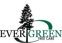 Evergreen tree care