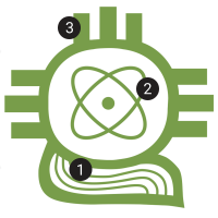 Sacnas
