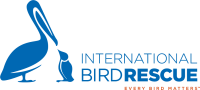 International bird rescue
