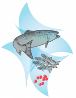 Prince william sound aquaculture corporation