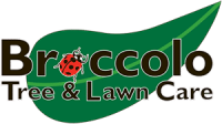 Broccolo tree and lawn care