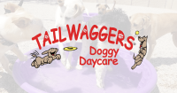 Tailwaggers doggy daycare