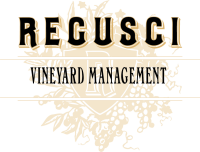Regusci winery