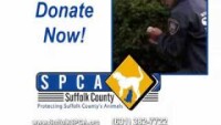 Suffolk county spca