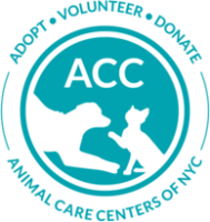 Acc of nyc