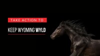 American wild horse campaign