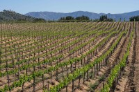 Small vineyards, llc