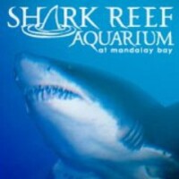 Shark reef aquarium