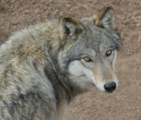Colorado wolf and wildlife center