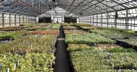 Creek hill nursery