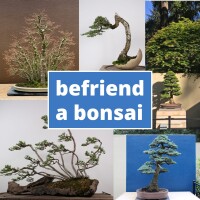 Pacific bonsai museum