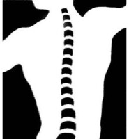 Peyser chiropractic