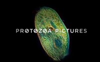 Protozoa pictures inc