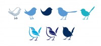 Blue wren