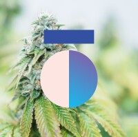 Fellō cannabis