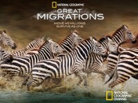 Great migrations llc