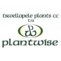 Tswellapele plants