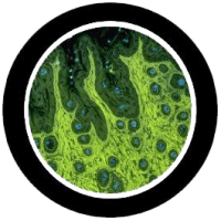 Holm pathologists