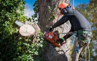 ABC TREE SERVICES