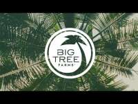 Kelapa france - big tree farms france
