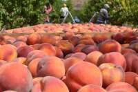 Mcmullin orchards inc