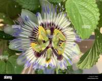 Flor de la pasion