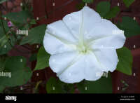 Ipomia