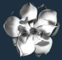 Magnolia Clipping & Broadcast Monitoring Service