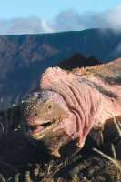 Pink iguana services