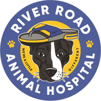 Burnet road animal hospital