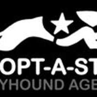 Adopt-a-star greyhound agency