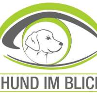 Hund im blick