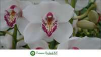 Fransen orchids bv