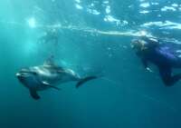 Polperro dolphin swims