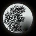Black coral financial advisors, llc