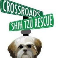 Crossroads shih tzu rescue
