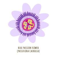 Passion flowers floral art and landscape