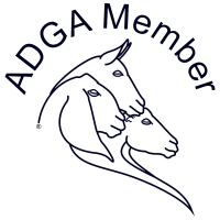 Adga adolf gampper gmbh