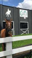 Aussie saddlery