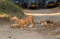 Nainital Jim Corbett Park